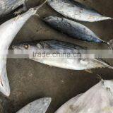 Seafrozen Sarda Sarda 1.5kg + thumbnail-5