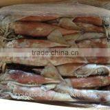 Whole Round Frozen Pacific Squid thumbnail-3