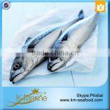 Frozen Whole Round Mackerel thumbnail-2