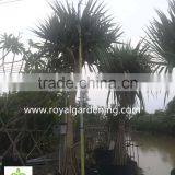 Pandanus Utilis Multi Trunks Nursery Landscaping Tree High 4-6m thumbnail-3