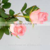 Fresh Cut Diana Rose Flowers High Quality Diana Roses From KUNMING thumbnail-4