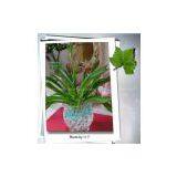 Crystal Soil With Nice Price for Flower