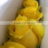 Top Quality Most Popular Gold Plated Gift Rose thumbnail-6