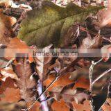 China Water Transfer Printing/Hydro Dipping/Aqua Print Film Camo Leaf Pattern No.RY157 thumbnail-6