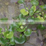 Low Price Crushing And Juice Screw Machine For Water Hyacinth Price In China thumbnail-5