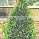 Thuja O. Smaragd Plant thumbnail-1