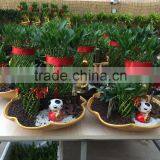 Dracaena Sanderiana Sander thumbnail-6