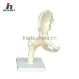 Human Hip Joint thumbnail-1