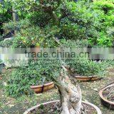 Ulmus Pumila Bonsai One Meter thumbnail-1