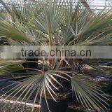 BRAHEA ARMATA thumbnail-4