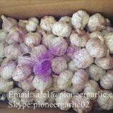 New Crop Fresh Chinese Normal White Garlic (5.0cm, 5.5cm, 6.0cm)Mesh Bag Or Box Packing thumbnail-3