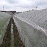 Hdpe Aphid Net Insect Proof Mesh / Anti-insect Net for Greenhouse thumbnail-3