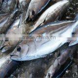 seafrozen skipjack tuna whole round for can factory