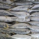 FROZEN WHOLE ROUND BLUE SCAD