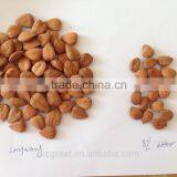 Supplying New Crop of Bitter Apricot Kernels From China
