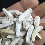 Hot Salt Roasted Sunflower Seeds to Sell in China Quality Choice