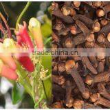 CLOVE OIL FOR ORGANIC USES thumbnail-1