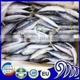 Frozen Small Eye Yellowtail Round Scad thumbnail-2