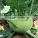 Mid Early Maturity Strong Growth Green Kohlrabi Seeds thumbnail-1