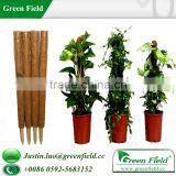 Commercial Flowers Natural Garden Stakes thumbnail-1