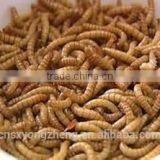 2.8cm Tenebiro Molitors for Wild Bird thumbnail-1