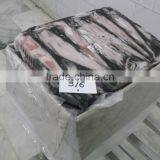 Semi Needle - Doryteuthis Sibogae thumbnail-3