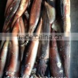 anchovy fillets of japanese squid