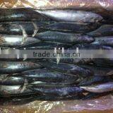 Frozen Bonito (150-200g) thumbnail-1