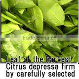 High Quality Herbal Slimming Tea Baby Spoon at Reasonable Prices Small Lot Order Available thumbnail-3