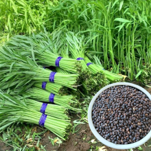 500g China Hotsale Tropical Vegetable Seeds Bulk Rau Muong Seeds for Sale thumbnail-1