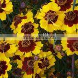 Sanvitalia ,Coreopsis , Flower Seeds , Herb Seed,vegetalbe Seed,fruit Seed,grass Seed thumbnail-1