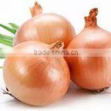 Organic Fresh Onions thumbnail-1