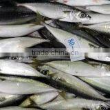 Good Quality Frozen Pacific Mackerel Fish for Sale