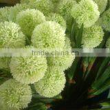Plastic Ball Allium