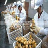 Big Ginger thumbnail-1