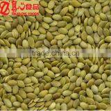 Wholesale Shine Skin Pumpkin Seeds Kernel in Bulk thumbnail-1