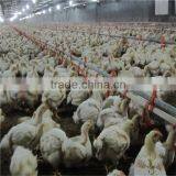 Large Poultry Feeding Equipment for Sale