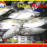 FROZEN W/R INDIAN MACKEREL thumbnail-1