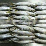 Wholesale Fish Price Frozen Horse Mackerel thumbnail-1