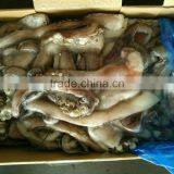 Frozen Giant Squid Peru Size 2kg Tentacles thumbnail-4