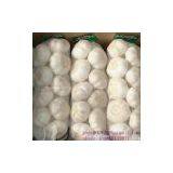 Normal White Garlic thumbnail-2