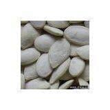 Pumpkin Seeds thumbnail-1