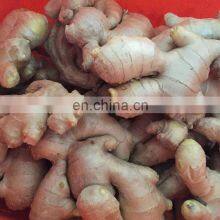 2020 Hot Sale Fresh Vegetable Fresh Ginger thumbnail-4
