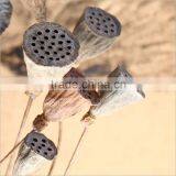 Hindu Lotus Seedpod Dried Flowers Artificial Flowers Decorative Flowers Seedpod of the Lotus