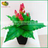 Mini Yucca Plant Bonsai Tree for Home Decoration thumbnail-5