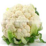 Fresh Cauliflower for sale