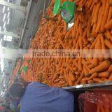 Sweet Fresh Carrot With Competitive Price thumbnail-4