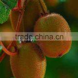 Fuji Apple thumbnail-4