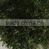 Moringa Leaf Drying Machine Microwave Oven thumbnail-2