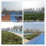 High Protein Bird Food Dried Mealworm Organic thumbnail-4